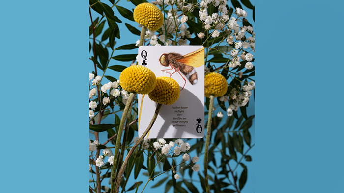 PlayingCardDecks.com-Eastern Forest Playing Cards USPCC
