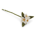 Gry & Sif Flower Branch White
