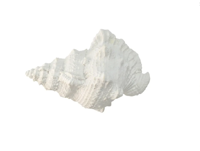 Sea Snail Shell White